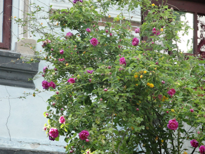 trandafir de dulceata - trandafiri 2012