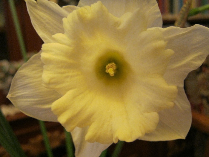 IMG_2817 - FLORI IN GLASTRA