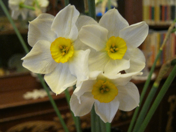 IMG_2818 - FLORI IN GLASTRA