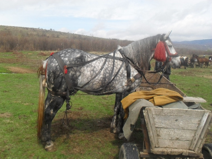 SDC13671 - Targ Vatava Herta