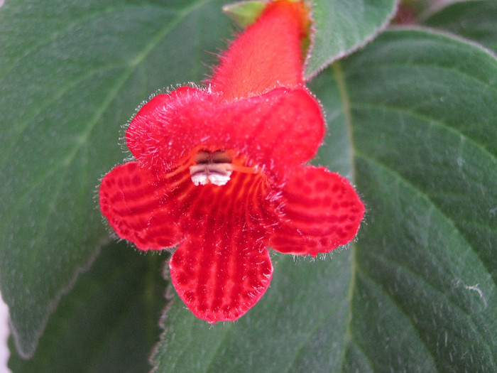 IMG_0065 - KOHLERIA MEA