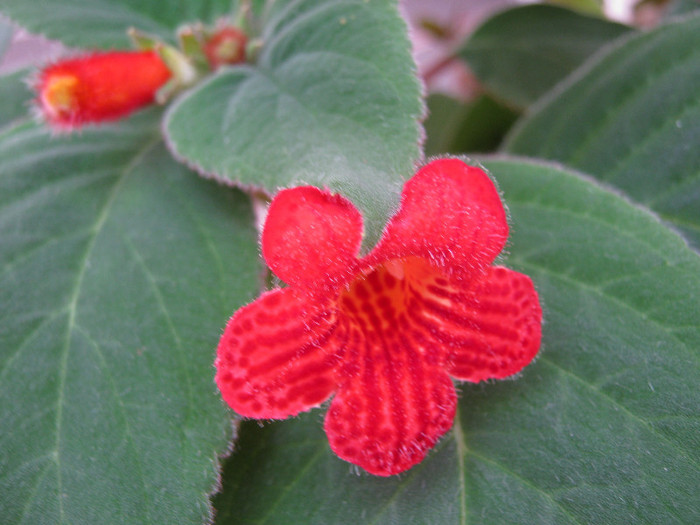 IMG_0161 - KOHLERIA MEA