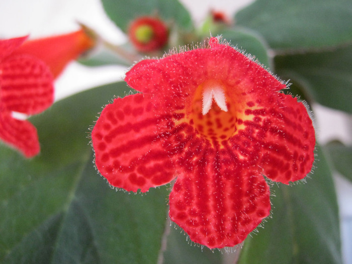 IMG_0162 - KOHLERIA MEA