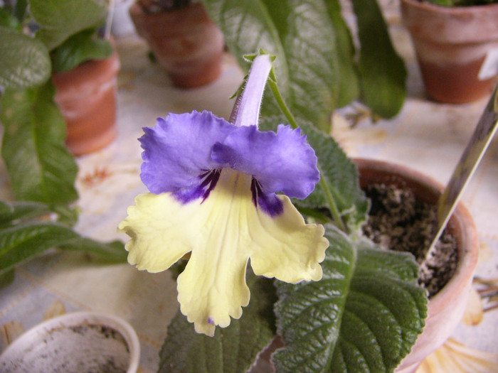 Harlequin blue - Streptocarpus