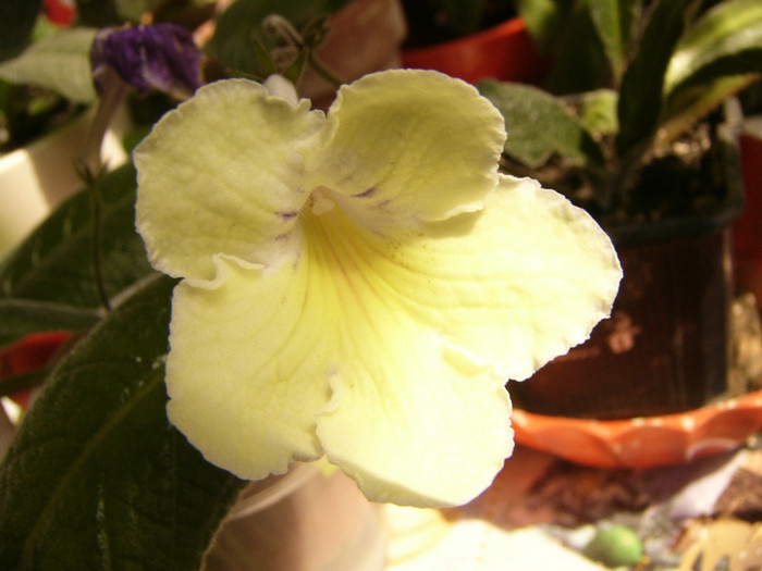 Alissa - Streptocarpus