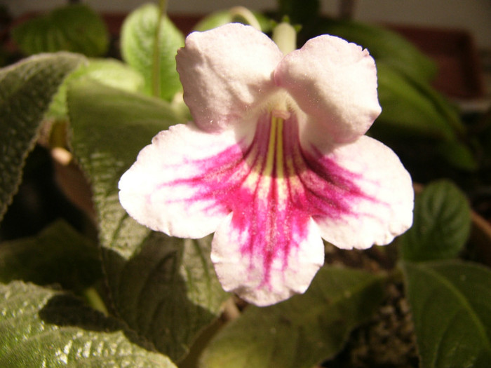 Fernwoods Morning - Streptocarpus