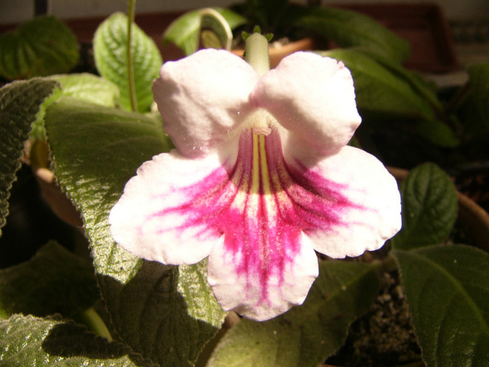 Fernwoods Morning - Streptocarpus
