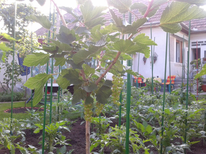 coacaz rosu pe tulpina inalta; de la www.multeplante.ro
