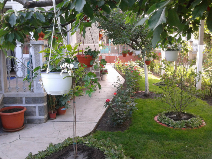 o parte din gradina - Florile din gradina casei-2012-2013