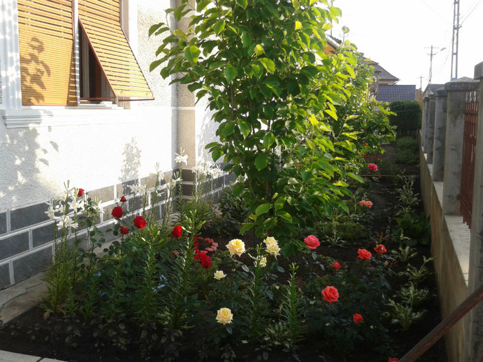 magnoliile mele-vara2012; partea din fata casei
