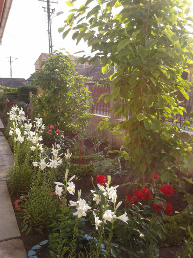 magnoliile mele-vara2012