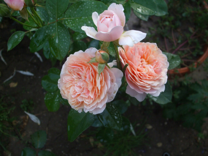 Parfum dOrleans - vara 2012