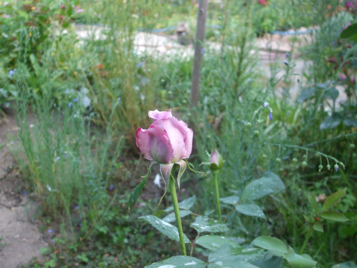 Mamie Blue