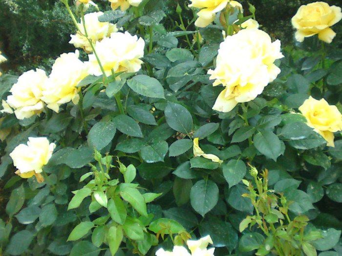 DSC00920