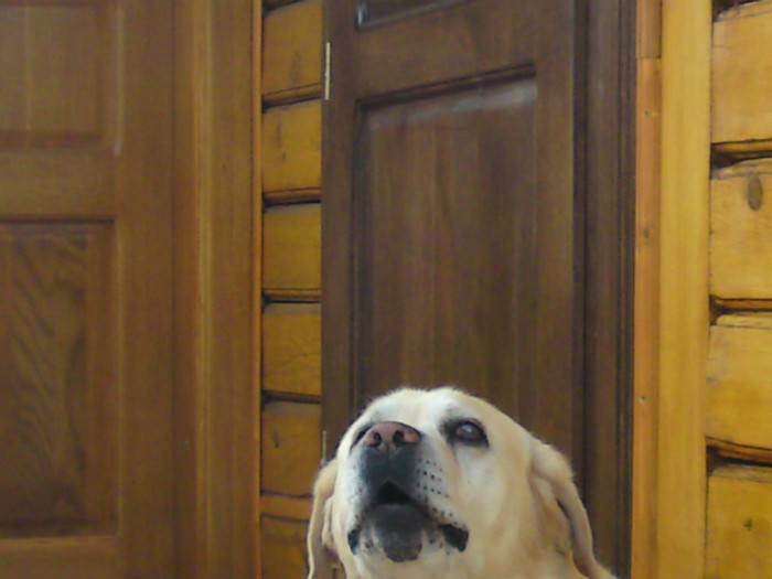 DSC00937 - ILINCA