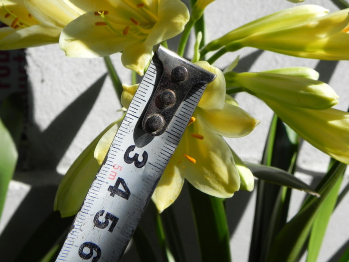 Yellow star - CLIVIA