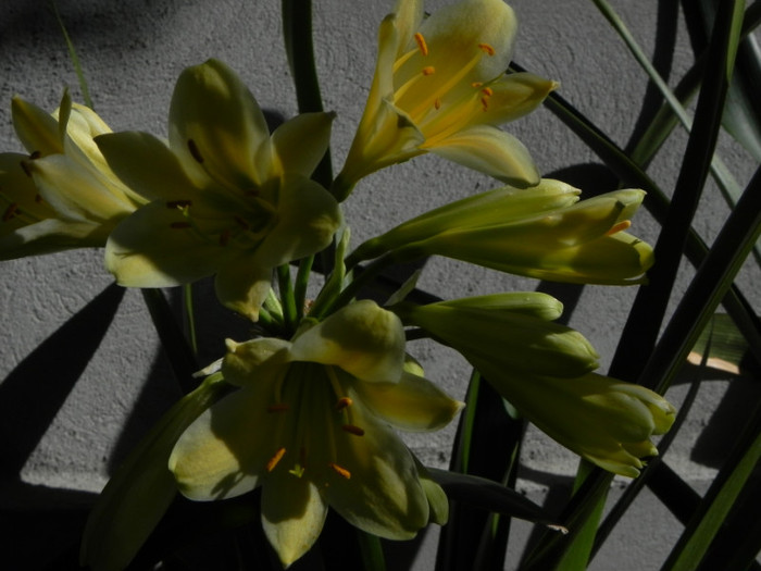 Yellow star - CLIVIA