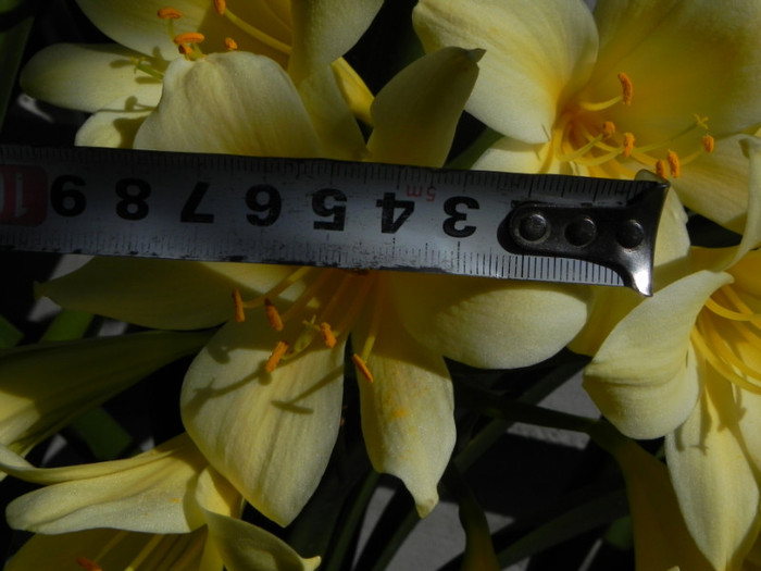 Nakamura reflex X Vico reflex - CLIVIA