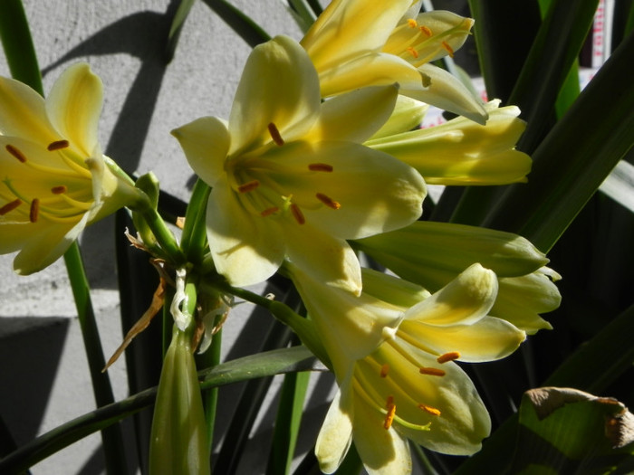 Yellow star - CLIVIA