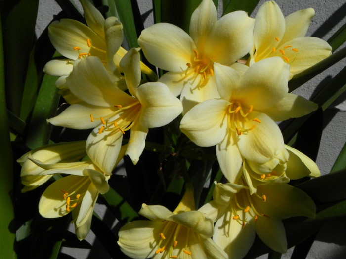 Nakamura reflex X Vico reflex - CLIVIA