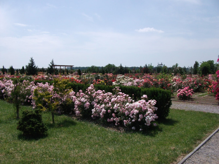 Picture 056 - Parcul cu trandafiri din Mandruloc