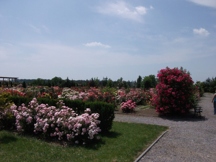 Picture 057 - Parcul cu trandafiri din Mandruloc