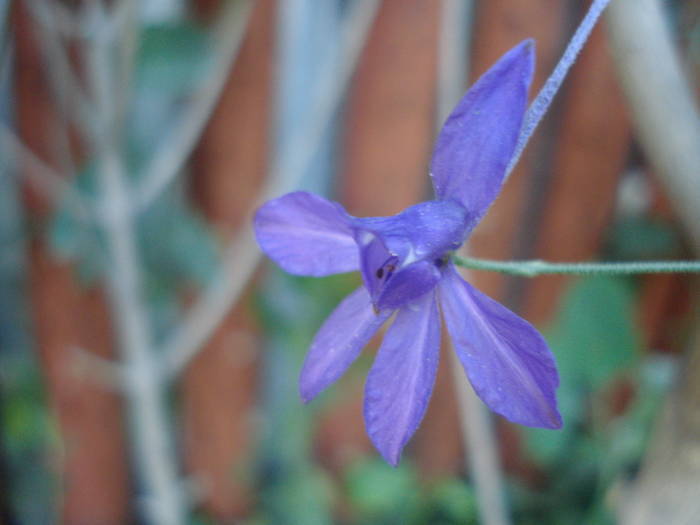 Delphinium consolida (2009, June 13) - Delphinium consolida