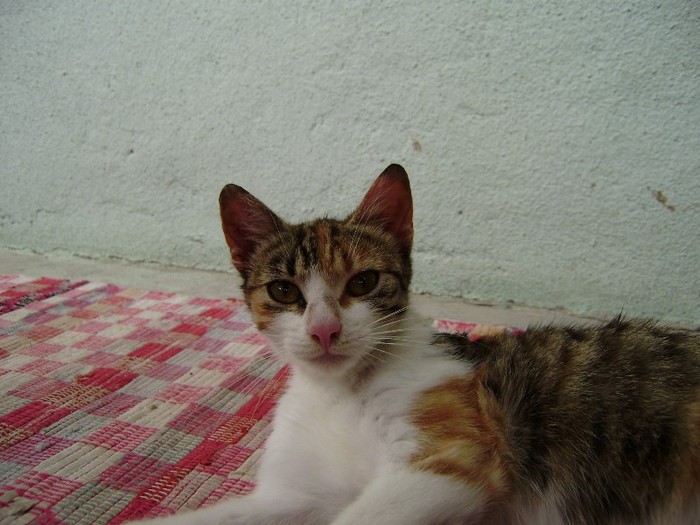 P1011755 - pisica