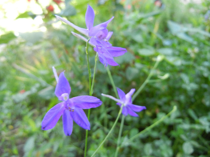 Consolida regalis (2012, June 10) - Delphinium consolida