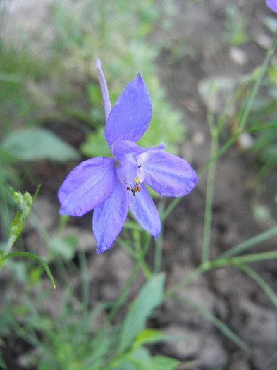 Consolida regalis (2012, June 10) - Delphinium consolida