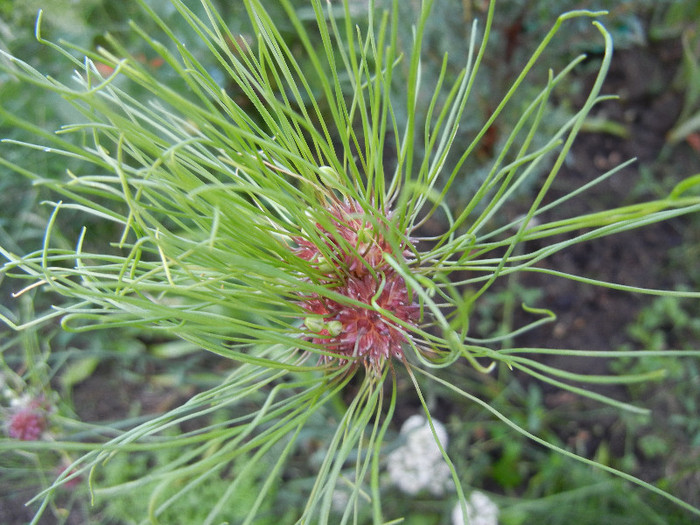 Allium Hair (2012, June 10) - Allium vineale Hair