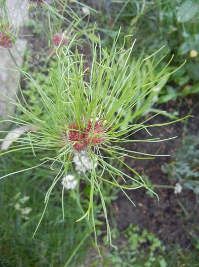 Allium Hair (2012, June 10)