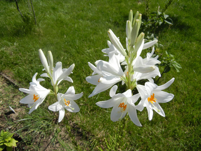 Madonna Lily (2012, June 10)