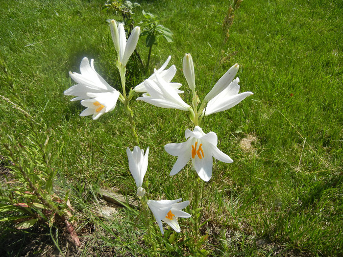 Madonna Lily (2012, June 10)