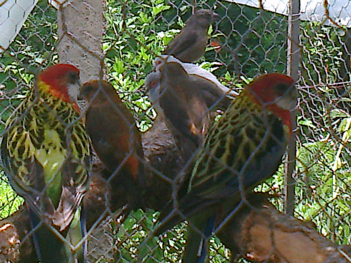 Fotografie0551 - RELAXAREA DUPA  ALEGERILE 2012