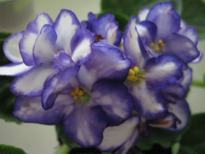 Violete 11 - violete 2012