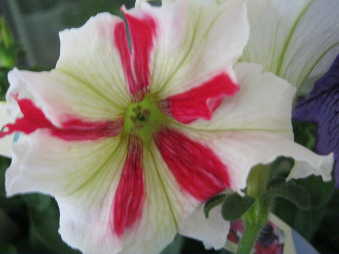 Petunie - gradina 2012