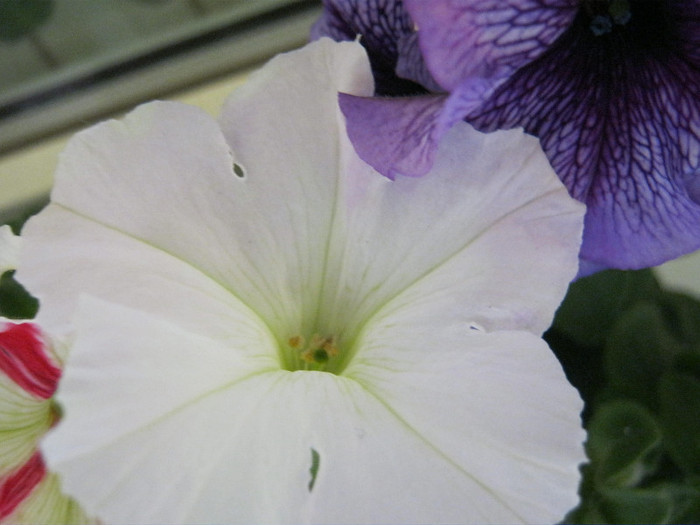 Petunie - gradina 2012