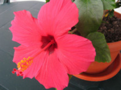 Cyclam - hibiscus 2012