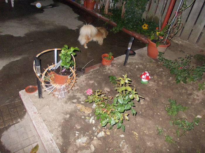 ww 166 - 33-FLORI DE GRADINA 2012