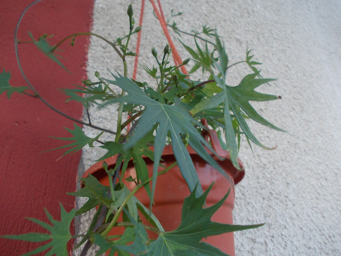 ww 004 - 33-FLORI DE GRADINA 2012