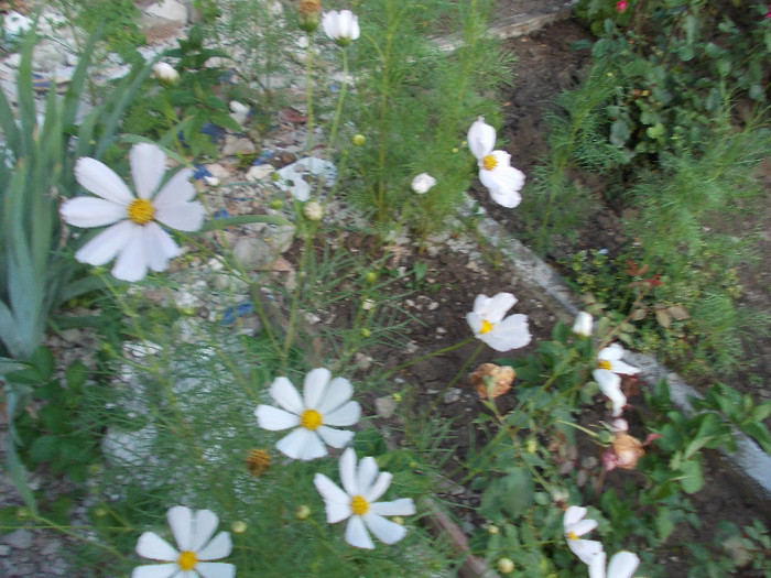 ww 011 - 33-FLORI DE GRADINA 2012