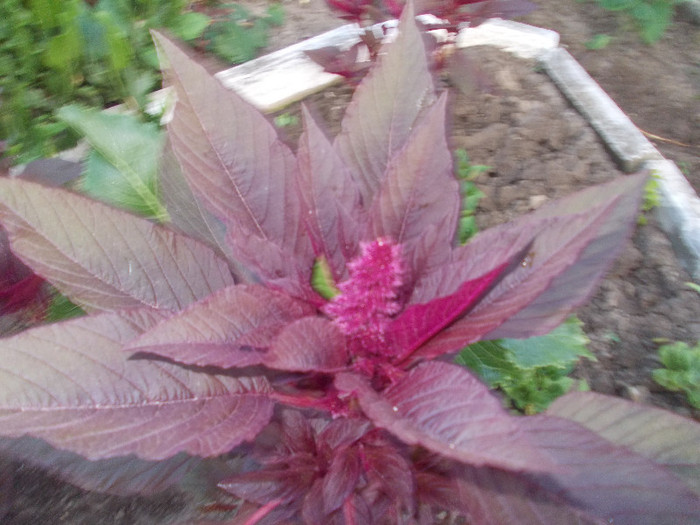 ww 021 - 33-FLORI DE GRADINA 2012