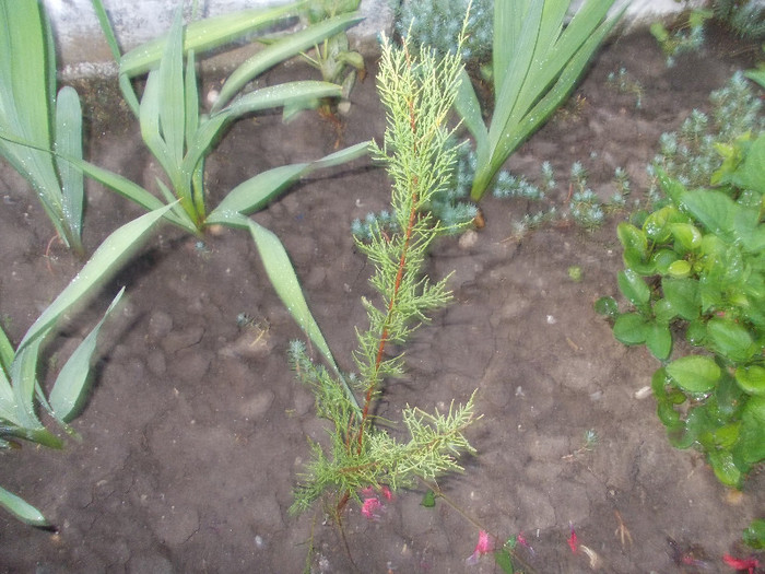 ww 027 - 33-FLORI DE GRADINA 2012