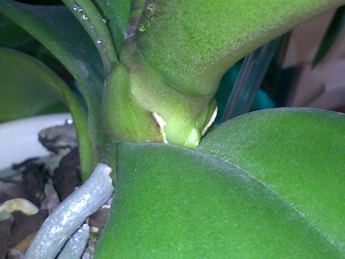 09-06-2012 - Phalaenopsis Tomberoneza