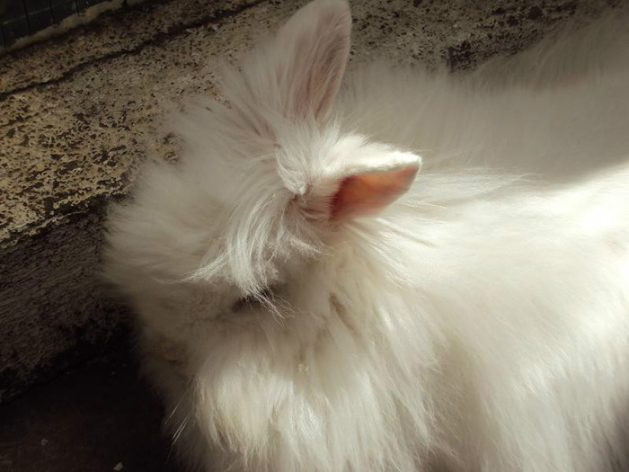 iepure angora 10.06.2012