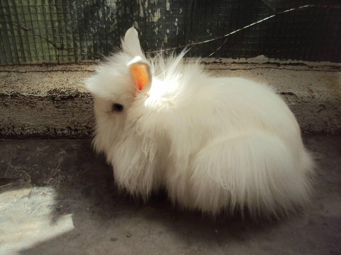 iepure angora 10.06.2012