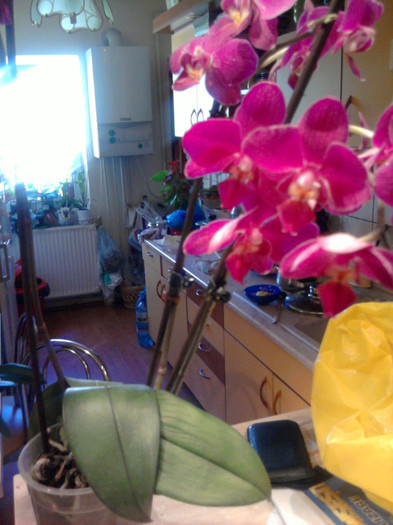 Si frunzele sunt sanatoase - Ultimele achizitii