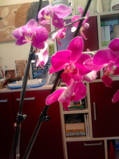 E superba - Ultimele achizitii