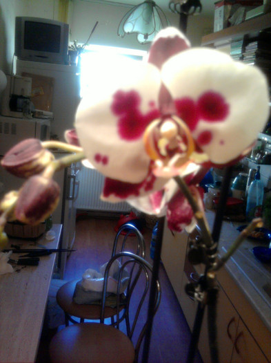 Are doua tije florale